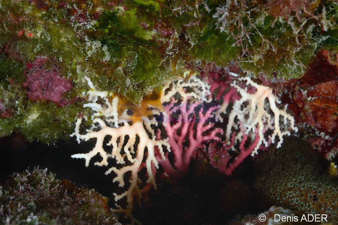 Styleaster-rosea Corail dentelle-Bonaire 1000steps-13m-20180222-Denis-ADER-DSC_7488_tn.jpg